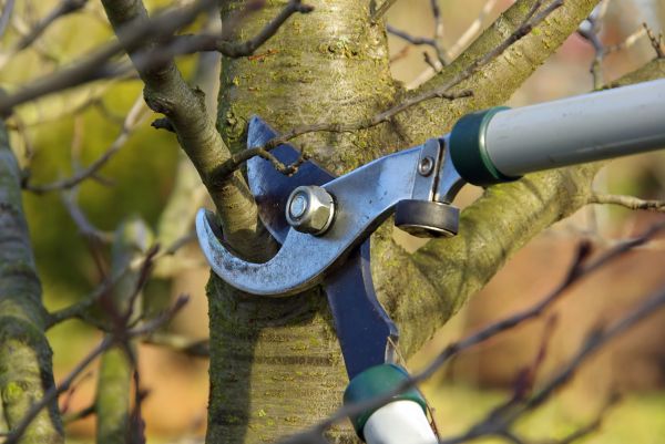 Tree Limb Trimming Service in Castle Rock