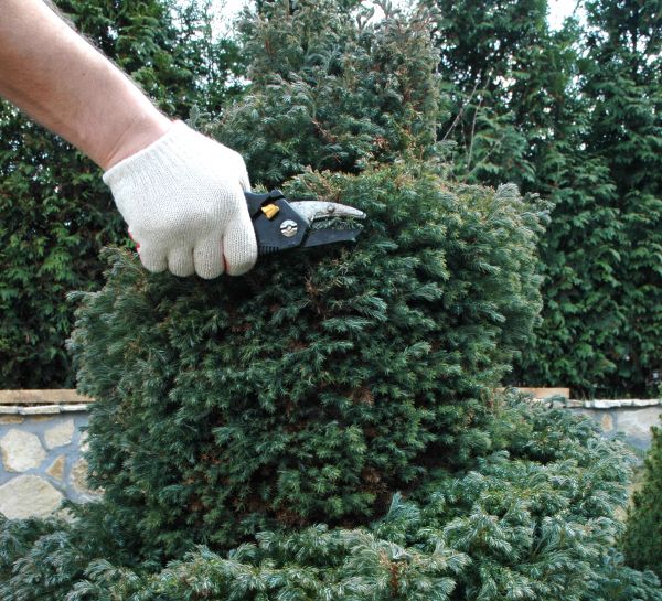 Ornamental Tree Trimming in Castle Rock