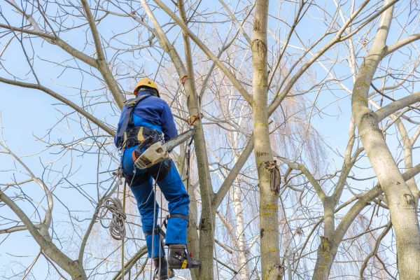 Large Tree Trimming in Castle Rock