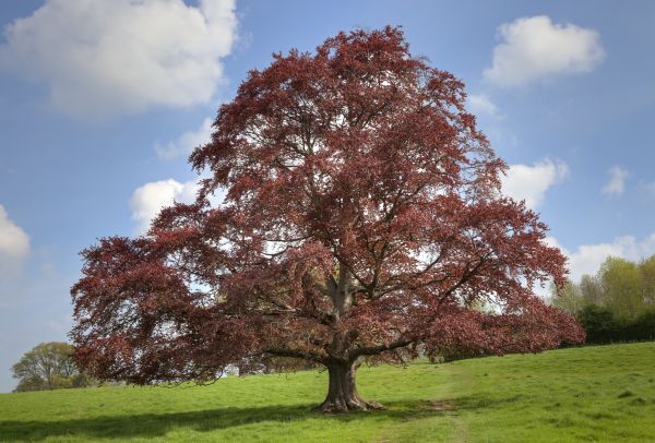 Beech Tree Pruning in Castle Rock