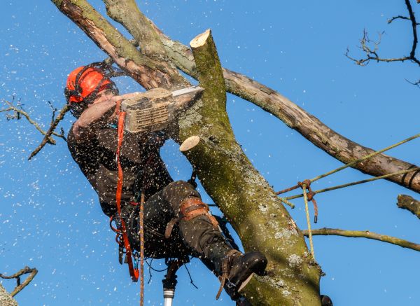 Tree Trimming Service in Castle Rock