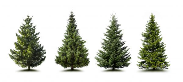 Cost of Pine Tree Trimming in Castle Rock