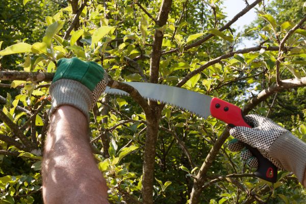 Apple Tree Trimming in Castle Rock